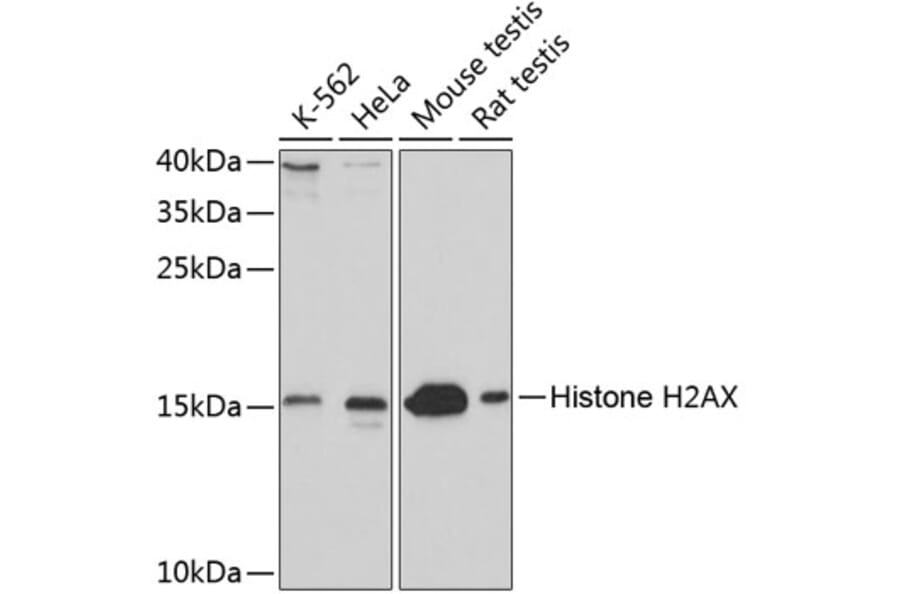 Western Blot - Anti-Histone H2AX Antibody (A11540) - Antibodies.com