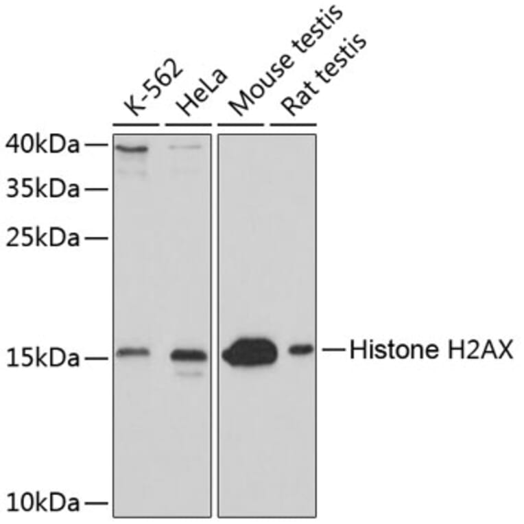 Western Blot - Anti-Histone H2AX Antibody (A11540) - Antibodies.com