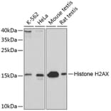 Western Blot - Anti-Histone H2AX Antibody (A11540) - Antibodies.com
