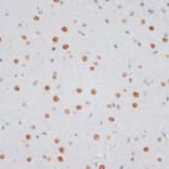 Immunohistochemistry - Anti-Histone H2AX Antibody (A11540) - Antibodies.com