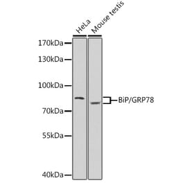 Western Blot - Anti-GRP78 BiP Antibody (A80827) - Antibodies.com