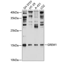 Western Blot - Anti-Gremlin 1 Antibody (A80831) - Antibodies.com