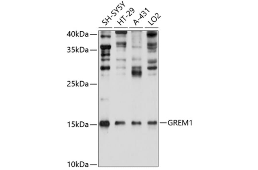 Western Blot - Anti-Gremlin 1 Antibody (A80831) - Antibodies.com