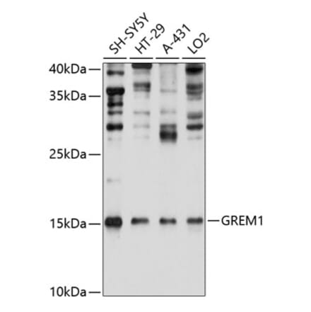 Western Blot - Anti-Gremlin 1 Antibody (A80831) - Antibodies.com