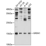 Western Blot - Anti-Gremlin 1 Antibody (A80831) - Antibodies.com