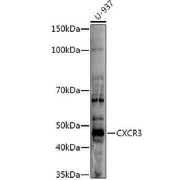 Western Blot - Anti-CXCR3 Antibody (A80834) - Antibodies.com