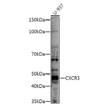 Western Blot - Anti-CXCR3 Antibody (A80834) - Antibodies.com