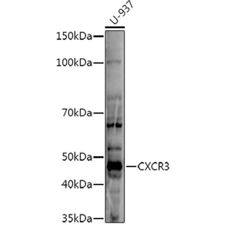 Western Blot - Anti-CXCR3 Antibody (A80834) - Antibodies.com
