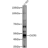 Western Blot - Anti-CXCR3 Antibody (A80834) - Antibodies.com