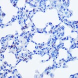 Immunohistochemistry - Anti-CBS Antibody [ARC0643] (A80837) - Antibodies.com