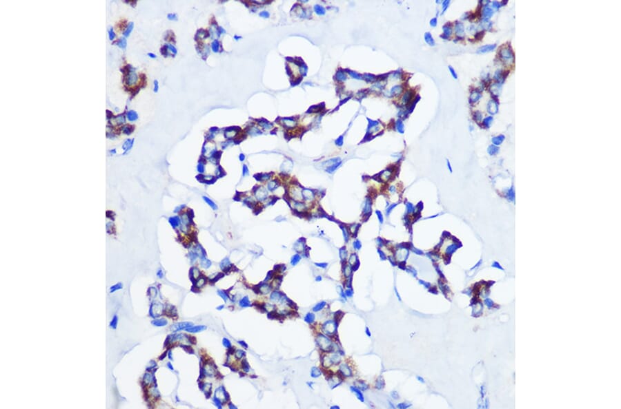 Immunohistochemistry - Anti-CBS Antibody [ARC0643] (A80837) - Antibodies.com
