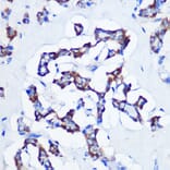 Immunohistochemistry - Anti-CBS Antibody [ARC0643] (A80837) - Antibodies.com