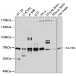 Western Blot - Anti-Pericentrin 1/FROUNT Antibody (A80846) - Antibodies.com