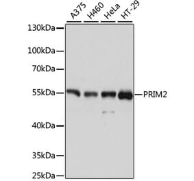 Western Blot - Anti-PRIM2 Antibody (A80847) - Antibodies.com