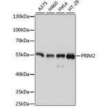 Western Blot - Anti-PRIM2 Antibody (A80847) - Antibodies.com