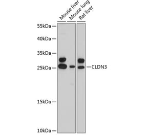 Western Blot - Anti-Claudin 3 Antibody (A80850) - Antibodies.com
