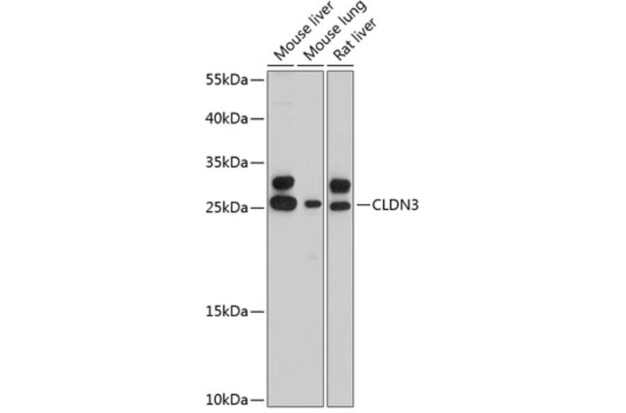 Western Blot - Anti-Claudin 3 Antibody (A80850) - Antibodies.com