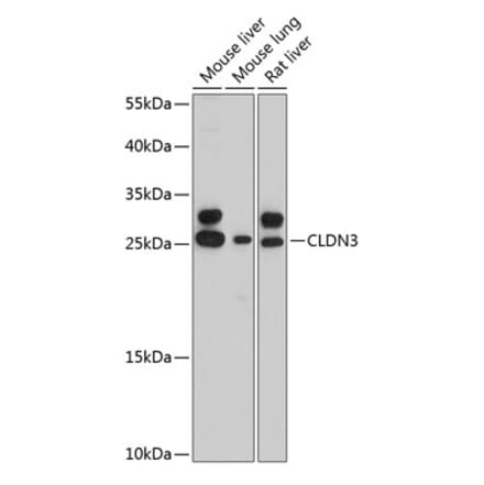 Western Blot - Anti-Claudin 3 Antibody (A80850) - Antibodies.com