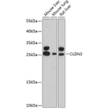 Western Blot - Anti-Claudin 3 Antibody (A80850) - Antibodies.com