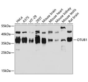 Western Blot - Anti-OTUB1 Antibody (A80852) - Antibodies.com