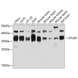 Western Blot - Anti-OTUB1 Antibody (A80852) - Antibodies.com
