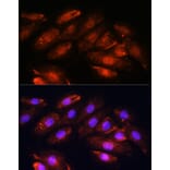 Immunofluorescence - Anti-OTUB1 Antibody (A80852) - Antibodies.com