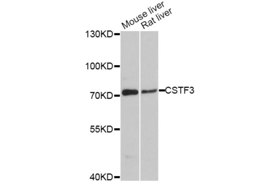 Western Blot - Anti-CSTF3 Antibody (A11665) - Antibodies.com