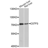 Western Blot - Anti-CSTF3 Antibody (A11665) - Antibodies.com