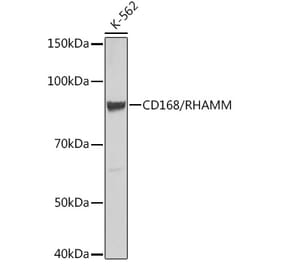 Western Blot - Anti-CD168 Antibody [ARC0667] (A80858) - Antibodies.com