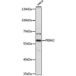 Western Blot - Anti-PRIM2 Antibody (A80860) - Antibodies.com