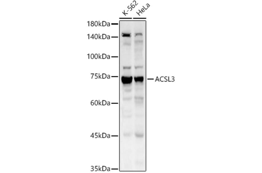 Western Blot - Anti-ACSL3 Antibody (A80862) - Antibodies.com