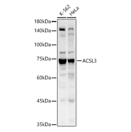 Western Blot - Anti-ACSL3 Antibody (A80862) - Antibodies.com