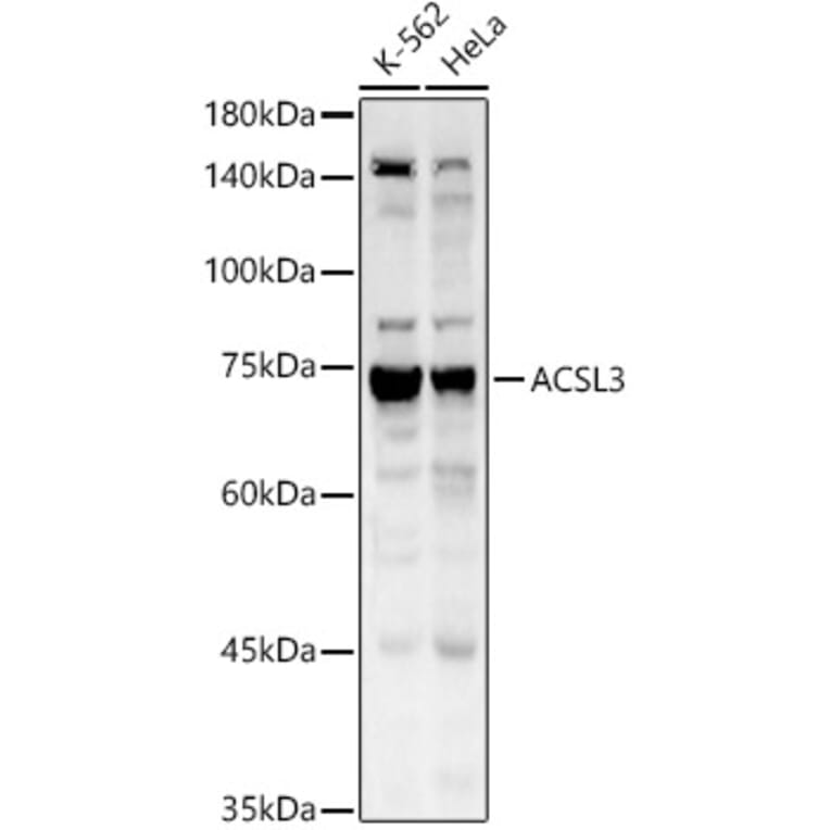 Western Blot - Anti-ACSL3 Antibody (A80862) - Antibodies.com
