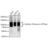 Western Blot - Anti-Sodium Potassium ATPase Antibody [ARC0674] (A80864) - Antibodies.com