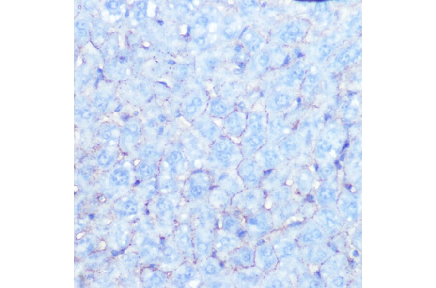 Immunohistochemistry - Anti-Sodium Potassium ATPase Antibody [ARC0674] (A80864) - Antibodies.com