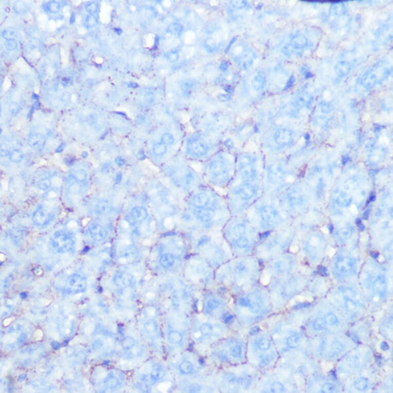 Immunohistochemistry - Anti-Sodium Potassium ATPase Antibody [ARC0674] (A80864) - Antibodies.com