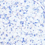 Immunohistochemistry - Anti-Sodium Potassium ATPase Antibody [ARC0674] (A80864) - Antibodies.com