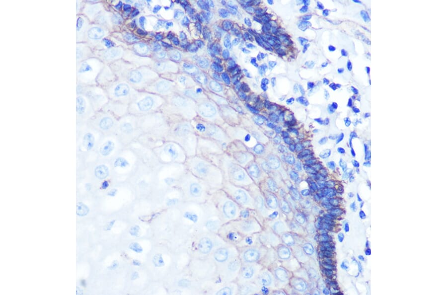 Immunohistochemistry - Anti-Sodium Potassium ATPase Antibody [ARC0674] (A80864) - Antibodies.com