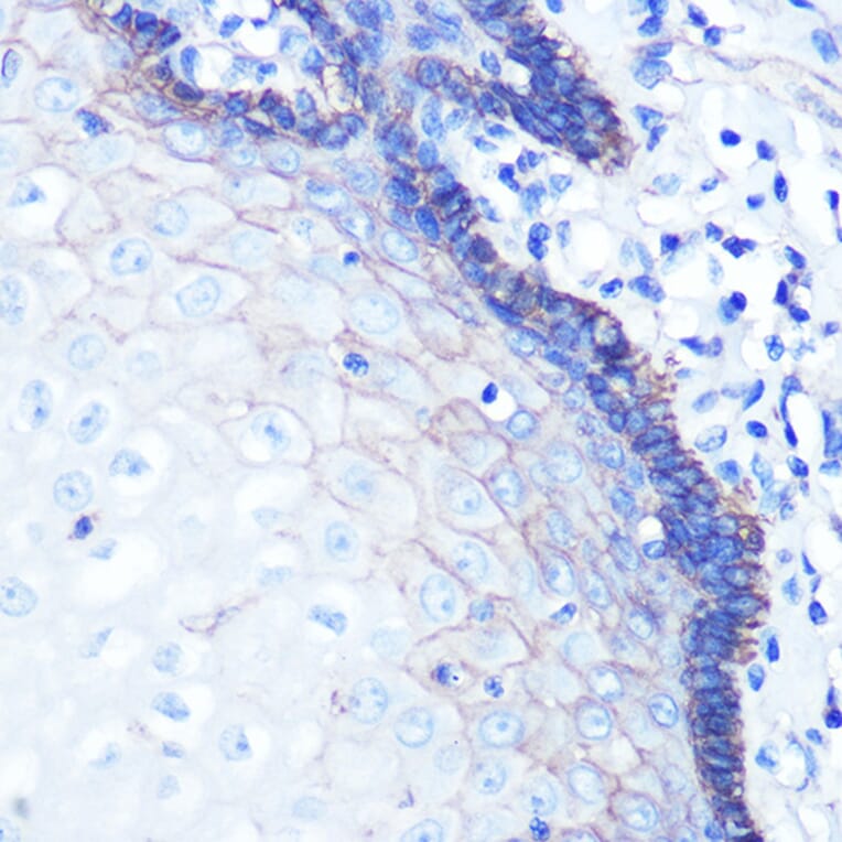 Immunohistochemistry - Anti-Sodium Potassium ATPase Antibody [ARC0674] (A80864) - Antibodies.com