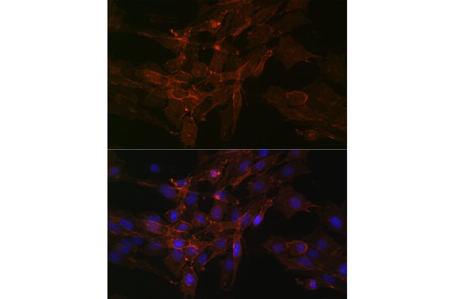 Immunofluorescence - Anti-Sodium Potassium ATPase Antibody [ARC0674] (A80864) - Antibodies.com