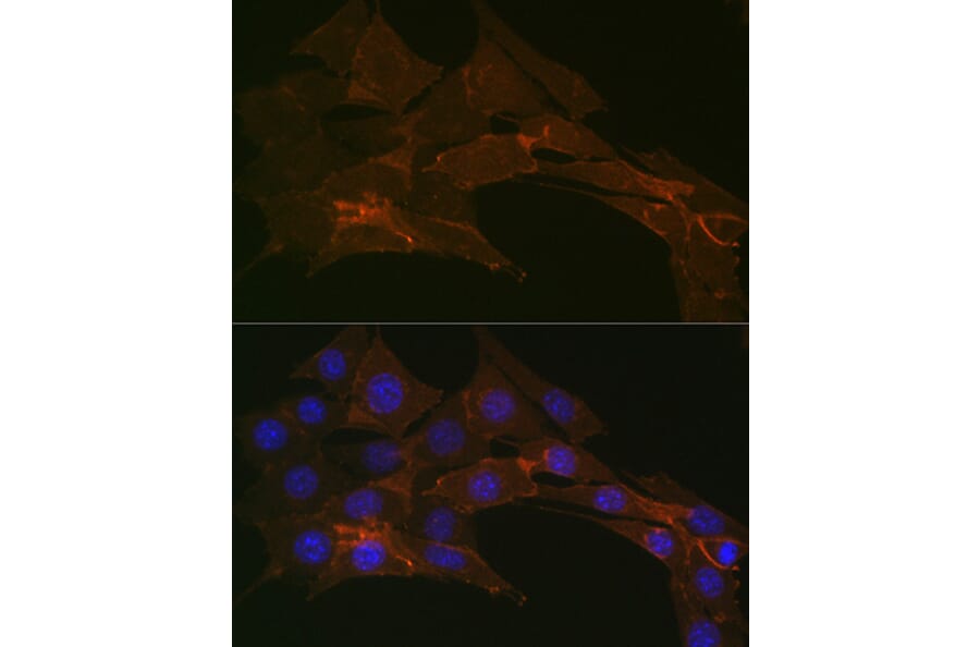 Immunofluorescence - Anti-Sodium Potassium ATPase Antibody [ARC0674] (A80864) - Antibodies.com