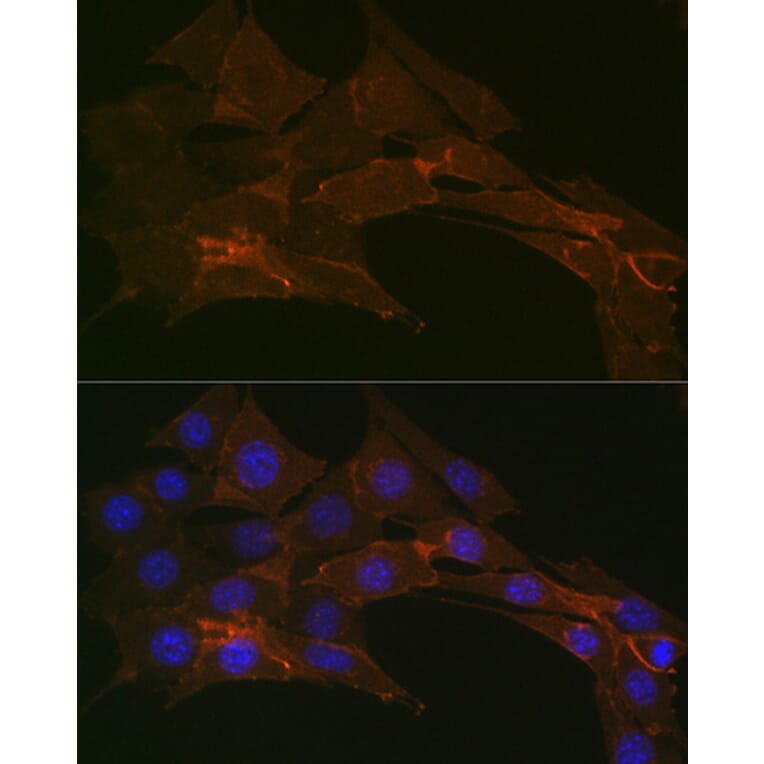 Immunofluorescence - Anti-Sodium Potassium ATPase Antibody [ARC0674] (A80864) - Antibodies.com