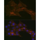 Immunofluorescence - Anti-Sodium Potassium ATPase Antibody [ARC0674] (A80864) - Antibodies.com