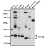 Western Blot - Anti-OSTM1 Antibody (A80865) - Antibodies.com
