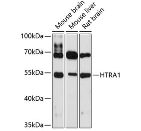 Western Blot - Anti-htrA1 Antibody (A80868) - Antibodies.com