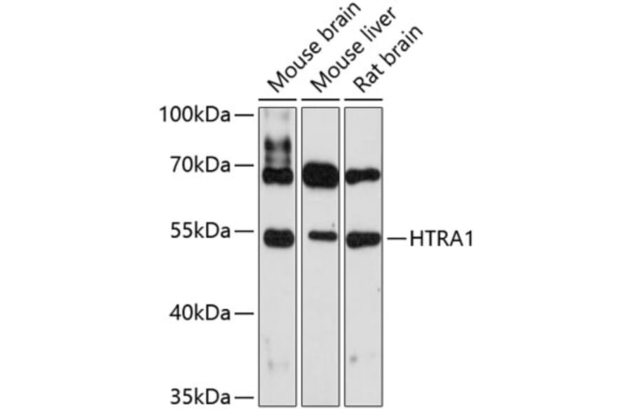 Western Blot - Anti-htrA1 Antibody (A80868) - Antibodies.com