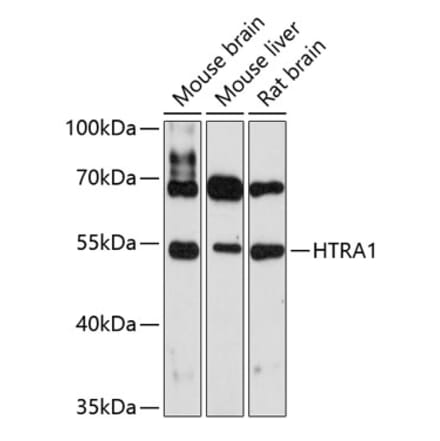 Western Blot - Anti-htrA1 Antibody (A80868) - Antibodies.com