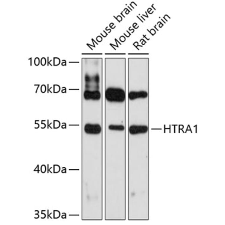 Western Blot - Anti-htrA1 Antibody (A80868) - Antibodies.com