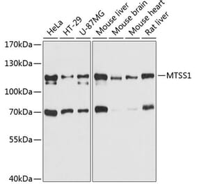 Western Blot - Anti-MIM Antibody (A80869) - Antibodies.com