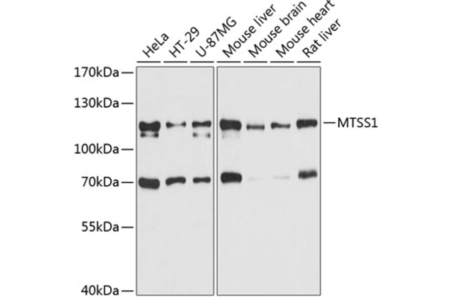 Western Blot - Anti-MIM Antibody (A80869) - Antibodies.com